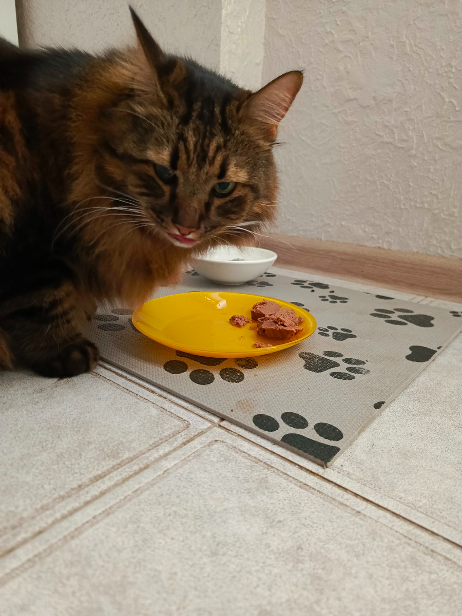 Это хозяйка подловила момент и сфоткала меня.