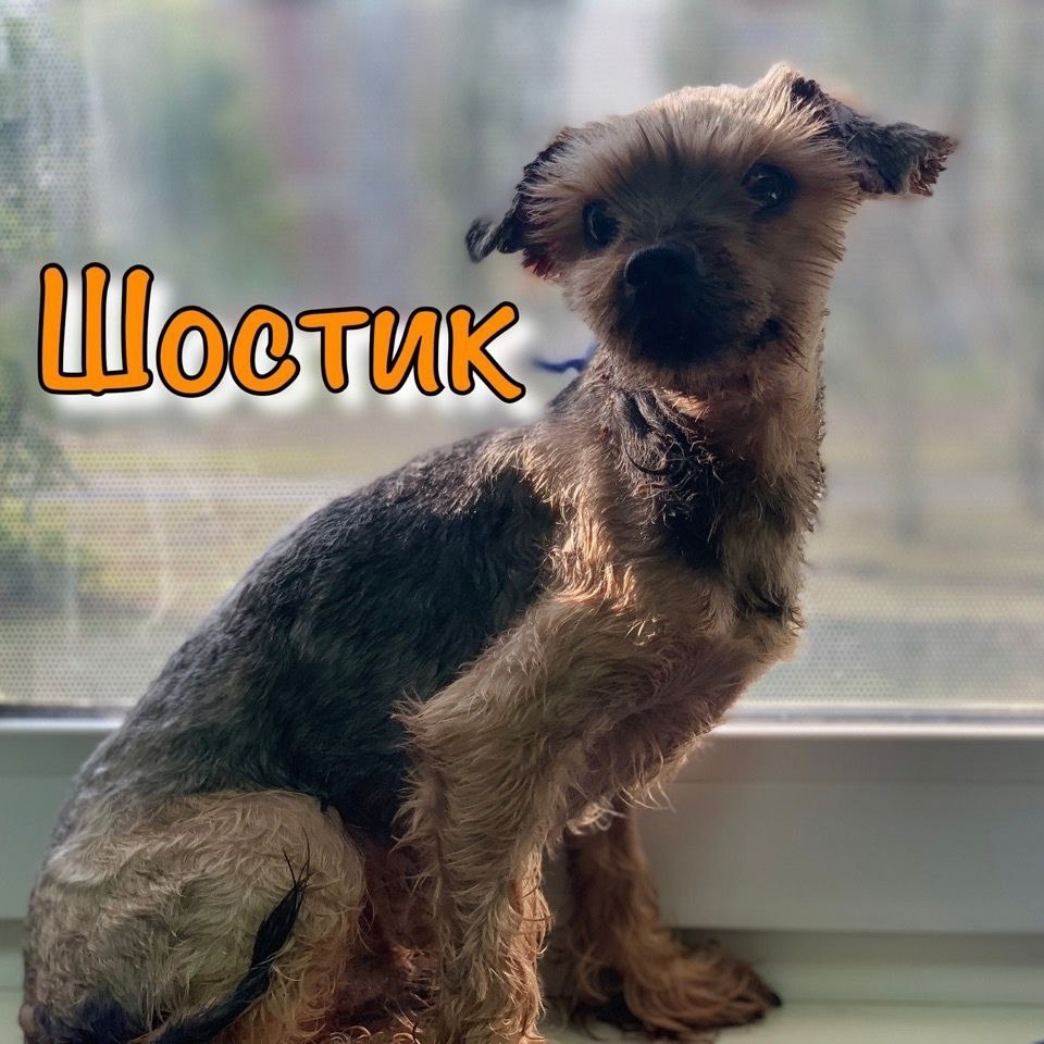 Шостик в 2019 году, на консультации в вет.клинике