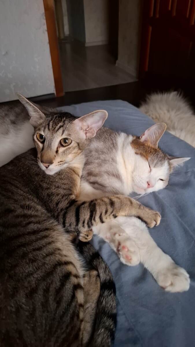 Охраняет свою маму Мишу