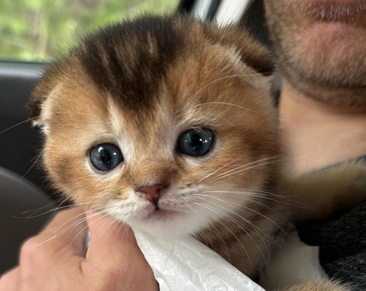 Шотландскому вислоухому коту всего 1 месяц, едет в новый дом из питомника