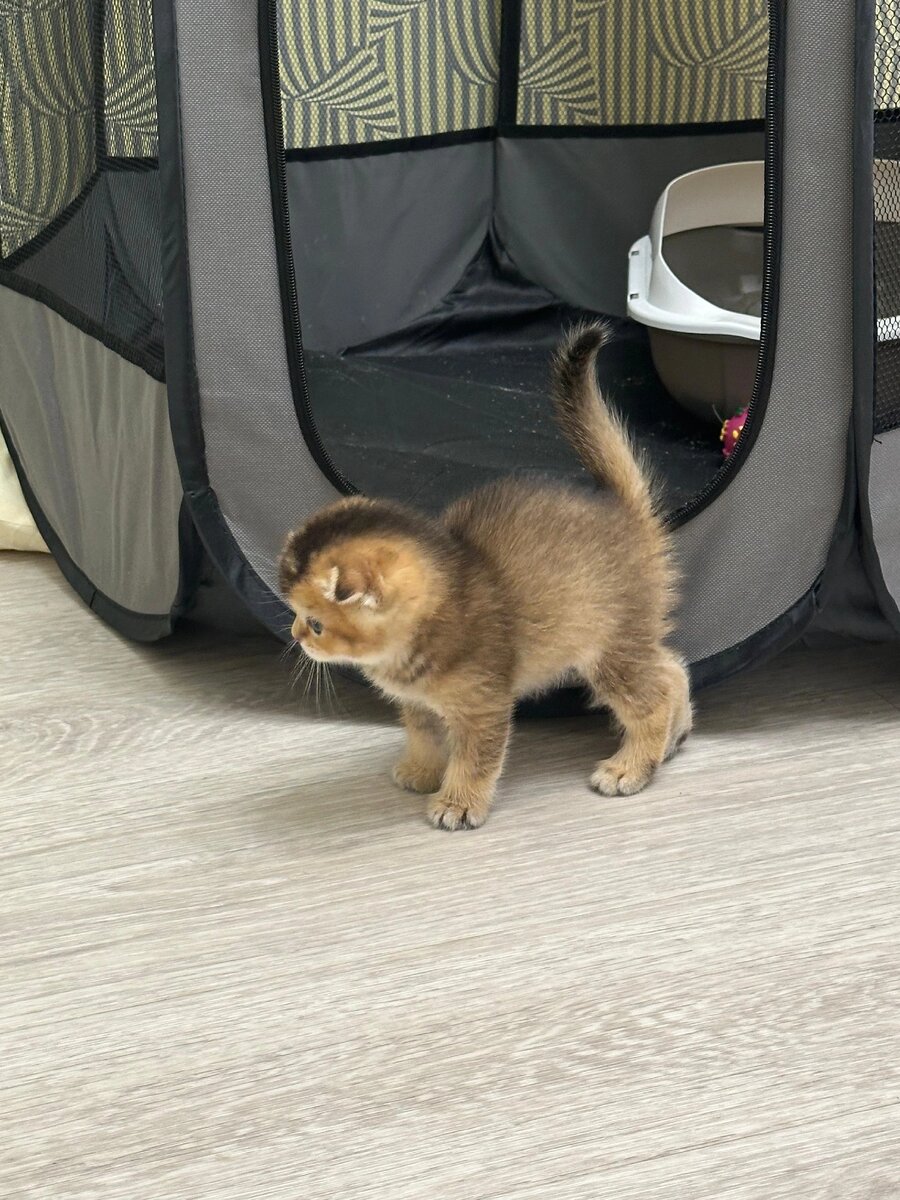 Персик с опаской исследует новый дом