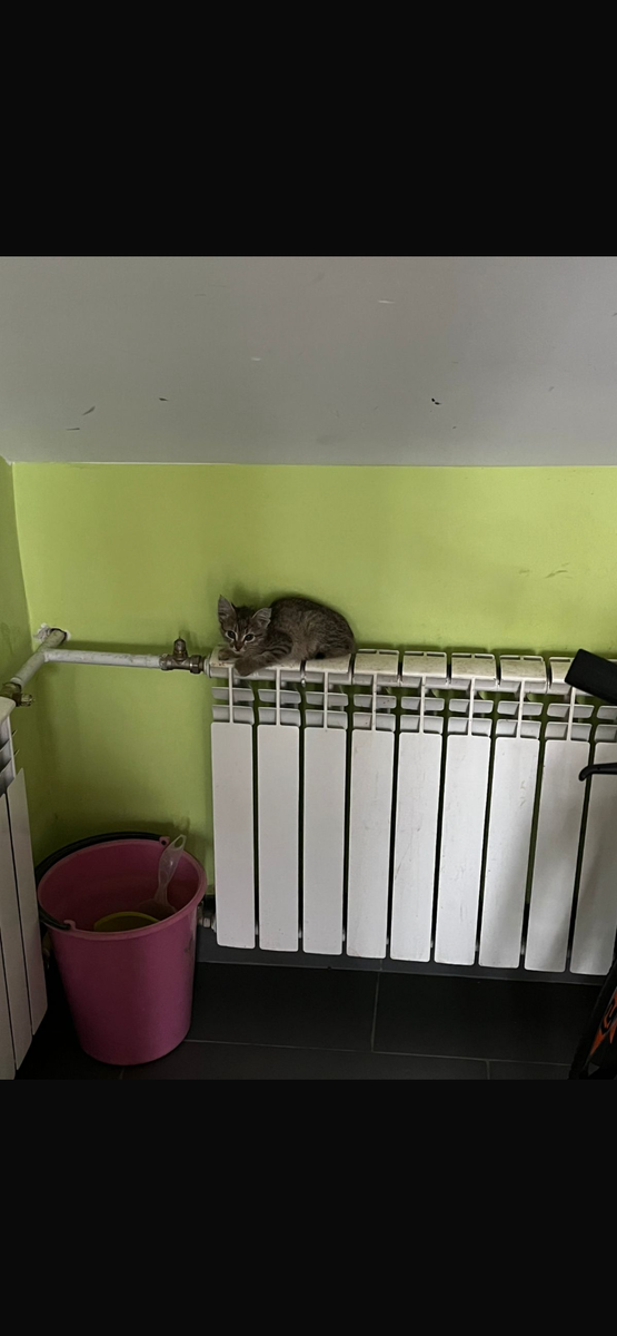 На батареи такое чудо мокрое грелось .