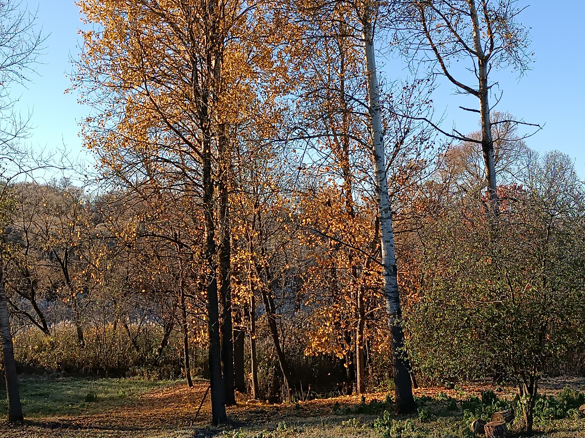 Золотая осень