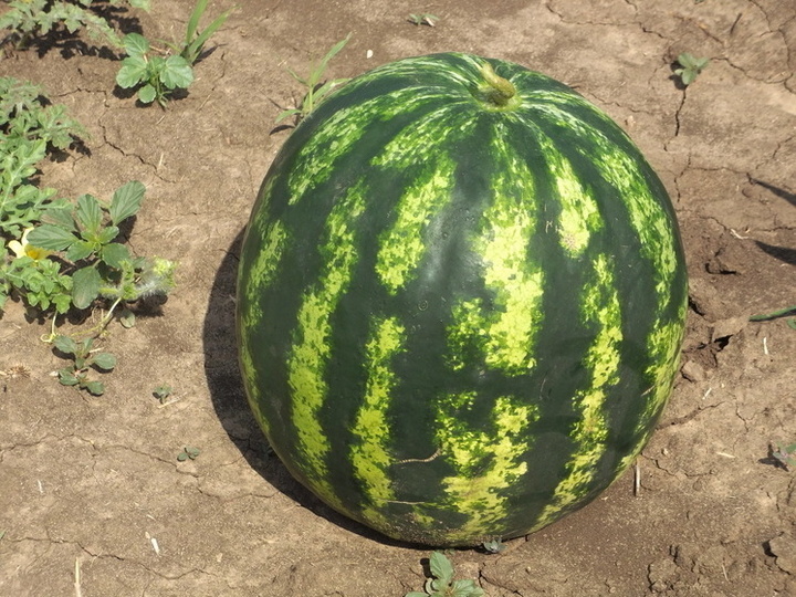 Фото из открытых источников 