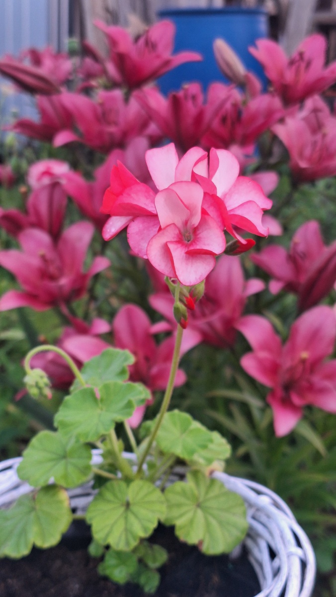 Фото автора. Пеларгония Скарлетт.