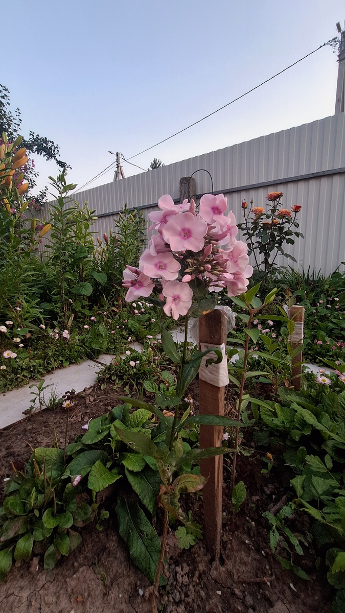 Фото автора. Флокс Катенка-Катюша. 