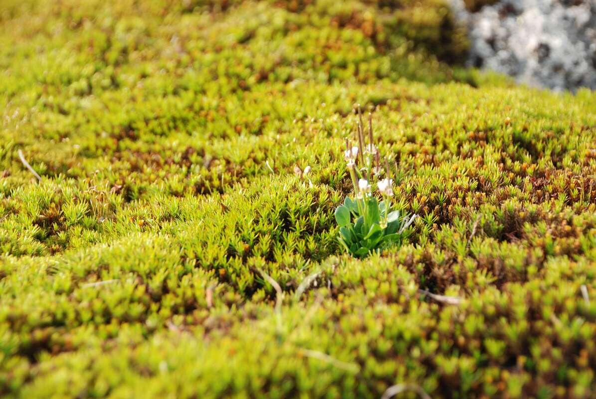    Приполярный Урал. фото из архива экспедиций Уральского следопыта stalker