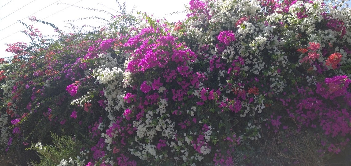Заросли бугенвиллеи на шоссе №2 Тель-Авив - Хайфа