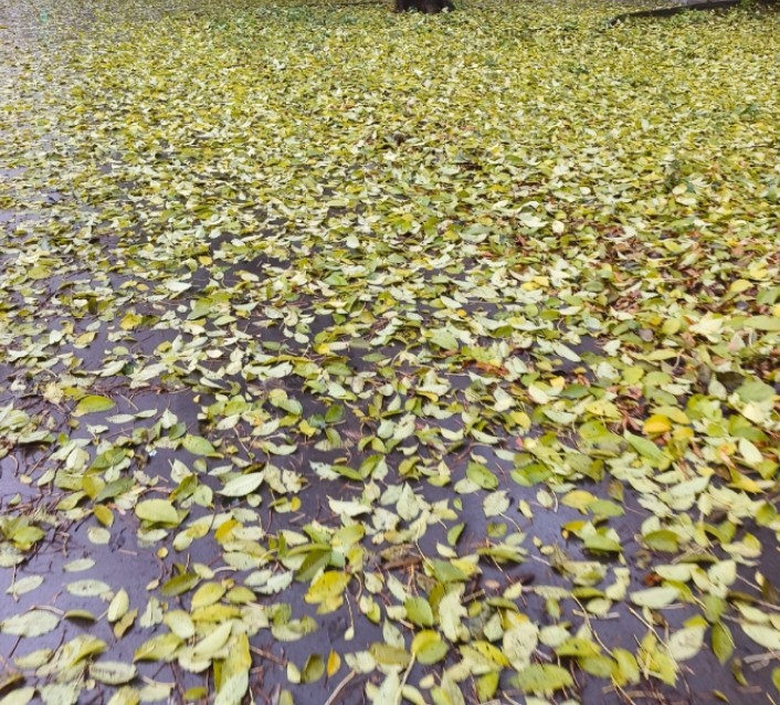 Фото автора.