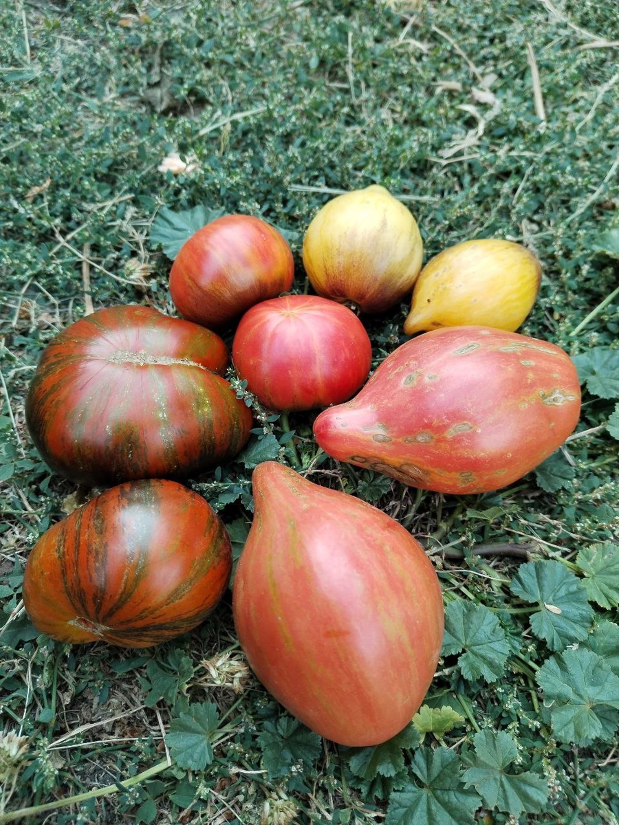 Звездная серия томатов