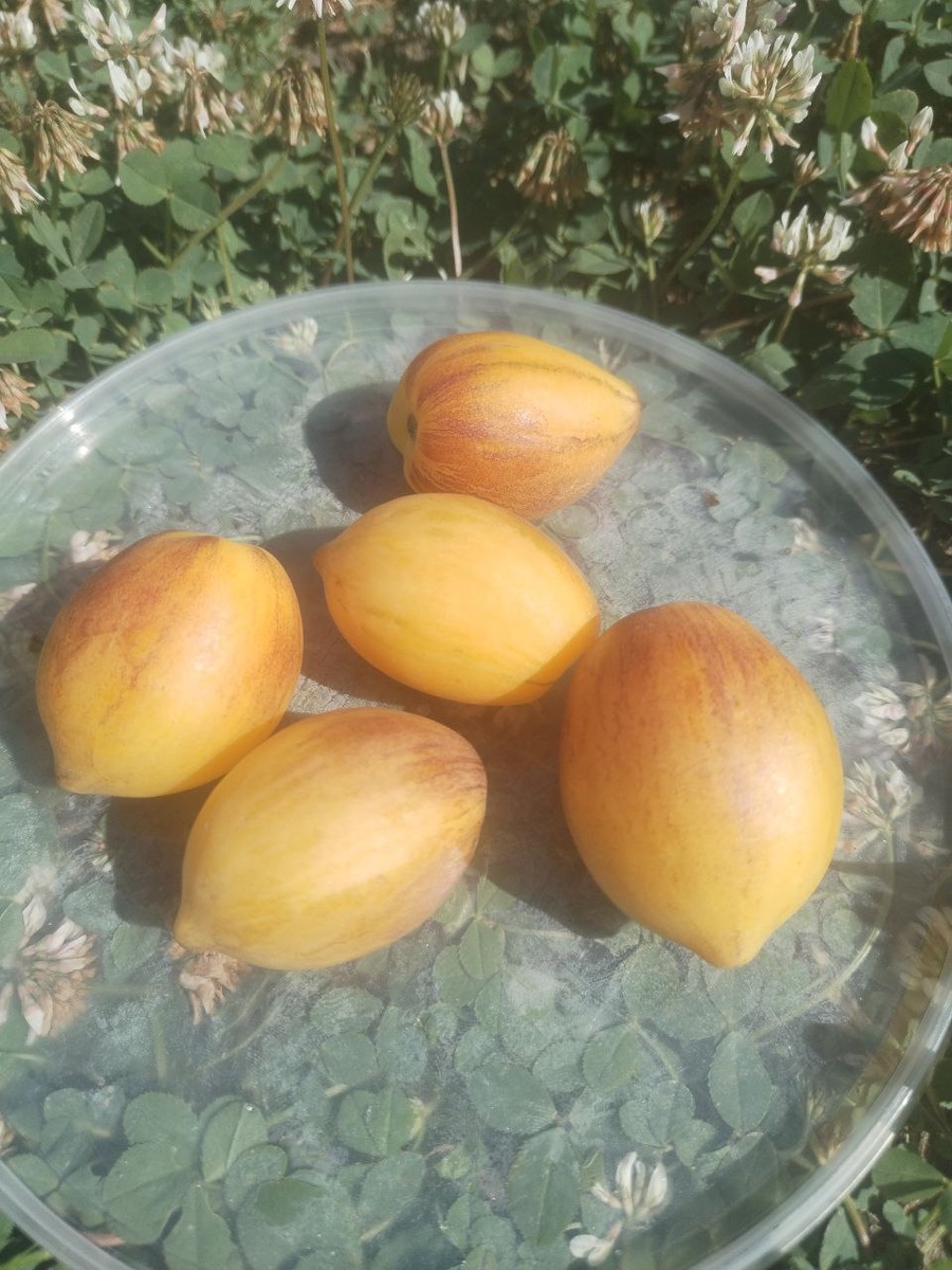 Звездный истребитель Кейли Энн 25 июля
