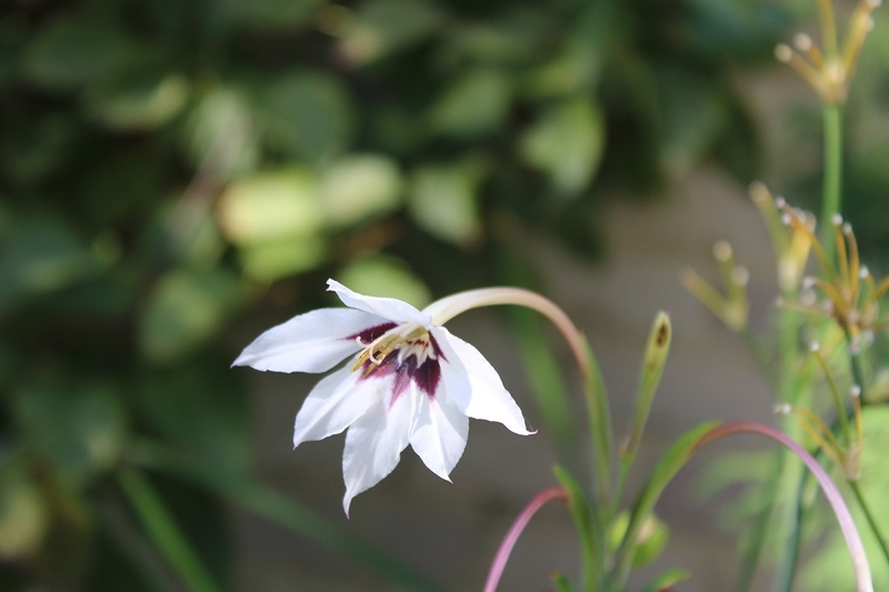 Ацидантера «Вайт» в сентябре 2024 г.