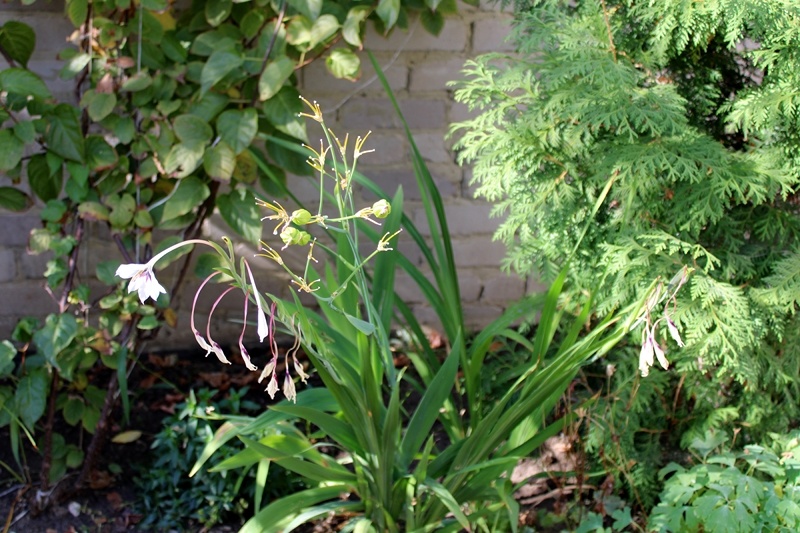 Ацидантера отцветает