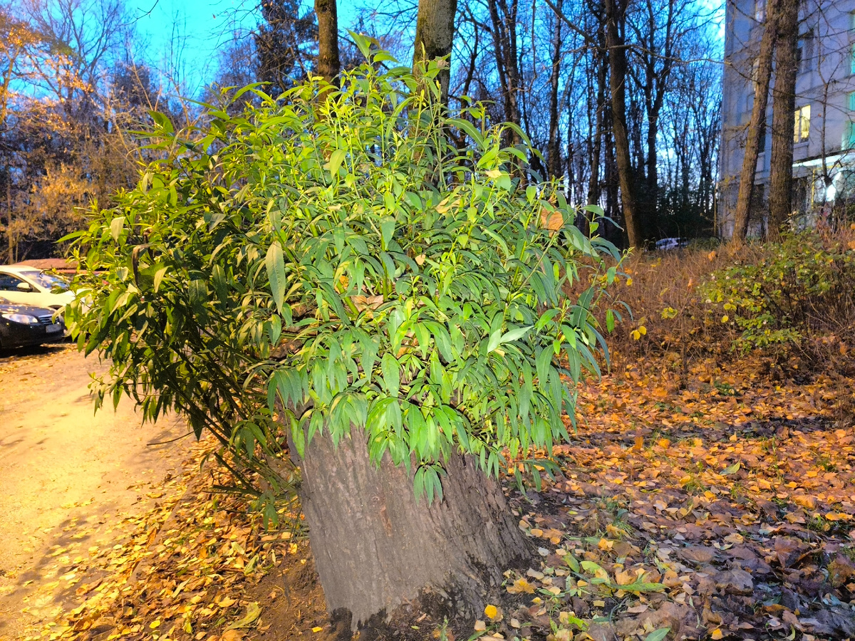 31.10.2024... Весна внесезонна!