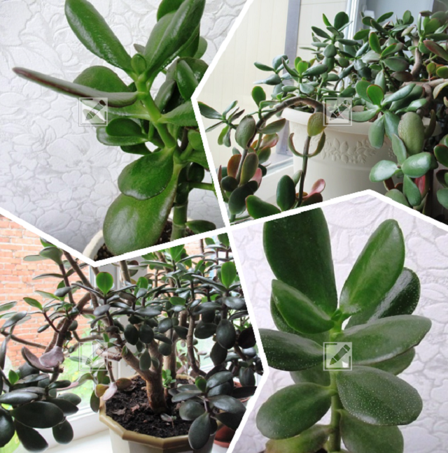 коллаж из фото автора