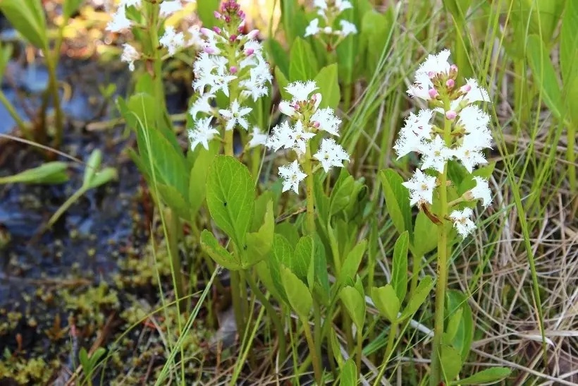 Вахта трёхлистная