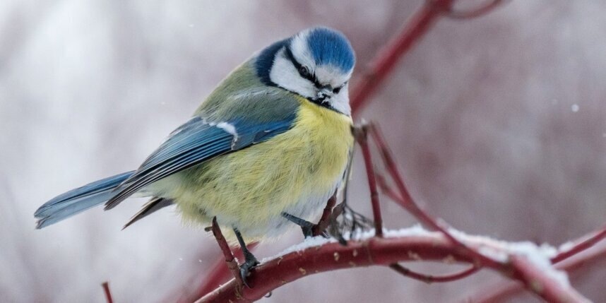    Алёна Бобрович