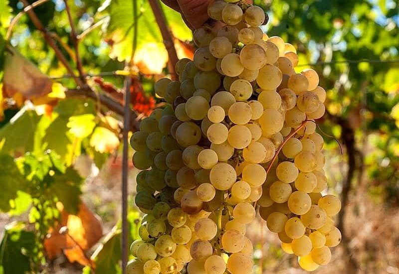 Гроздь белого винограда
