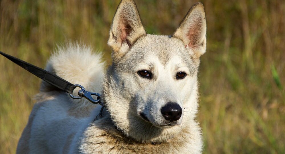 ❗ДОМА❗В поисках дома красотка Магда💕