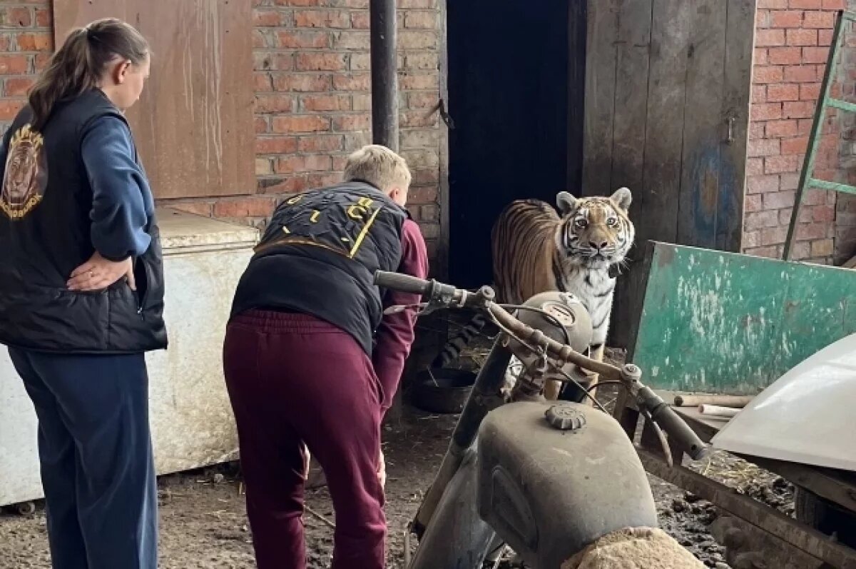   Житель Кубани избивал тигрицу, которая жила у него во дворе в сарае