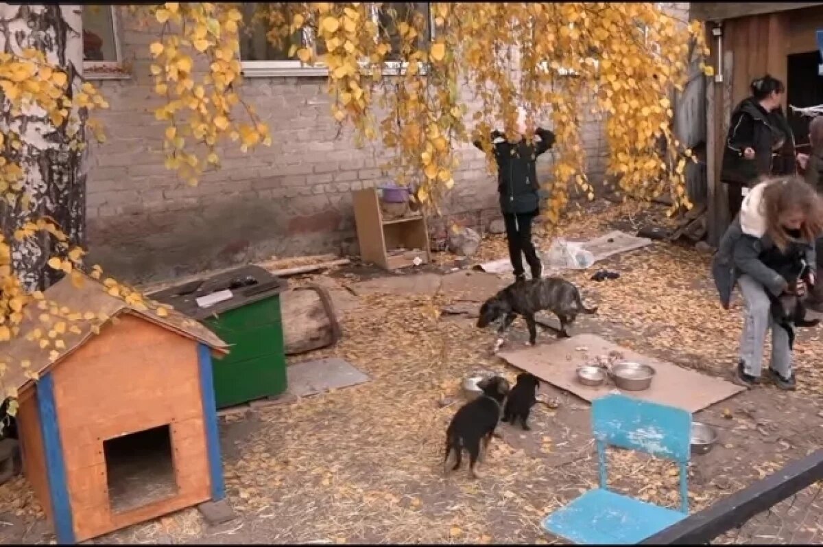    Бездомные псы из Урюпинска нарасхват у жителей обеих российских столиц