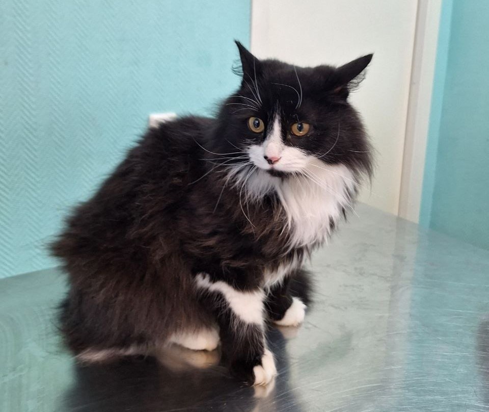    Сейчас пушистик чувствует себя хорошо