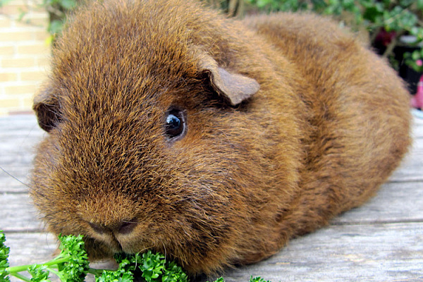 Морская свинка породы Рекс