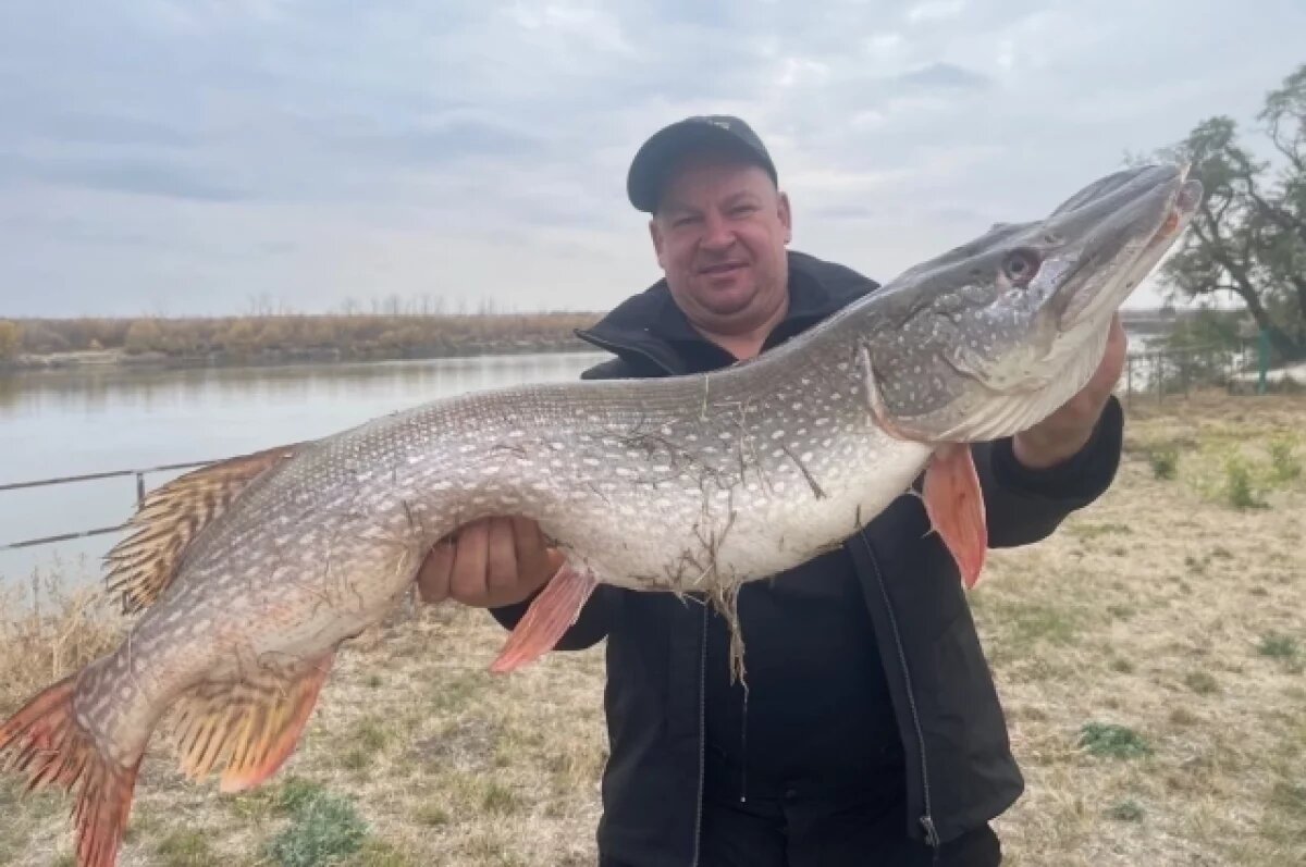    Пойманной на Дону гигантской щукой похвалился волгоградец