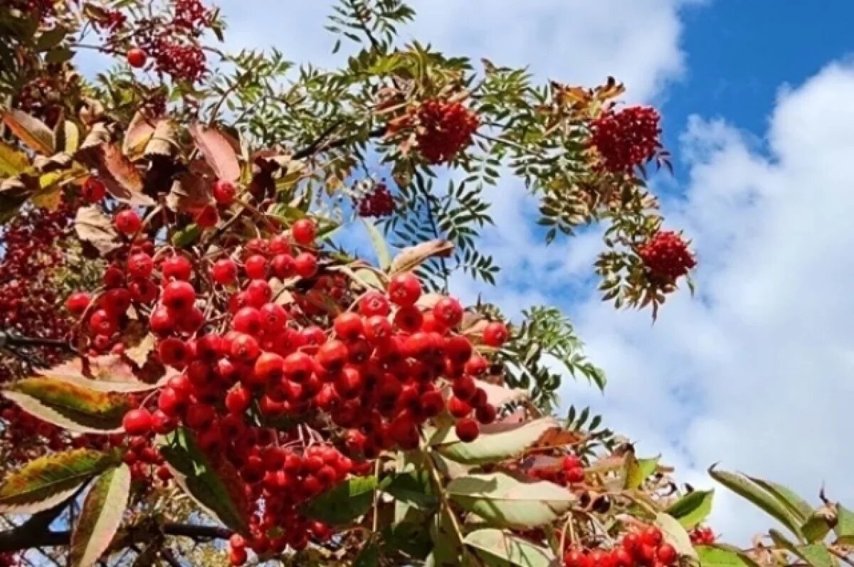   До +10 градусов прогнозируется в Псковской области 31 октября