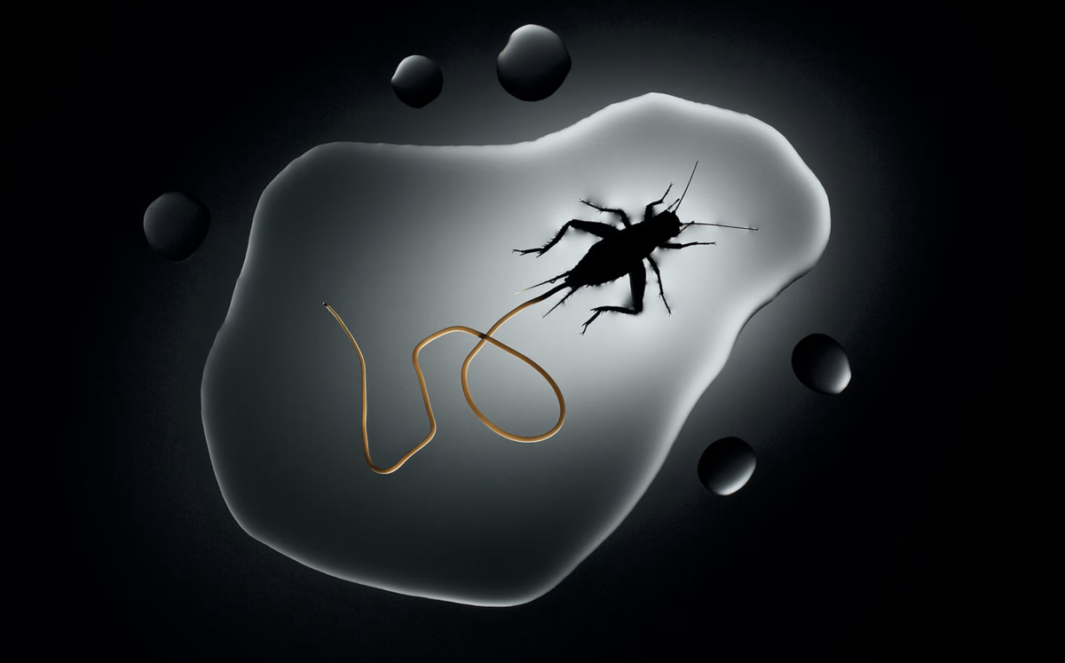 Photograph by Anand Varma, Nat Geo Image Collection