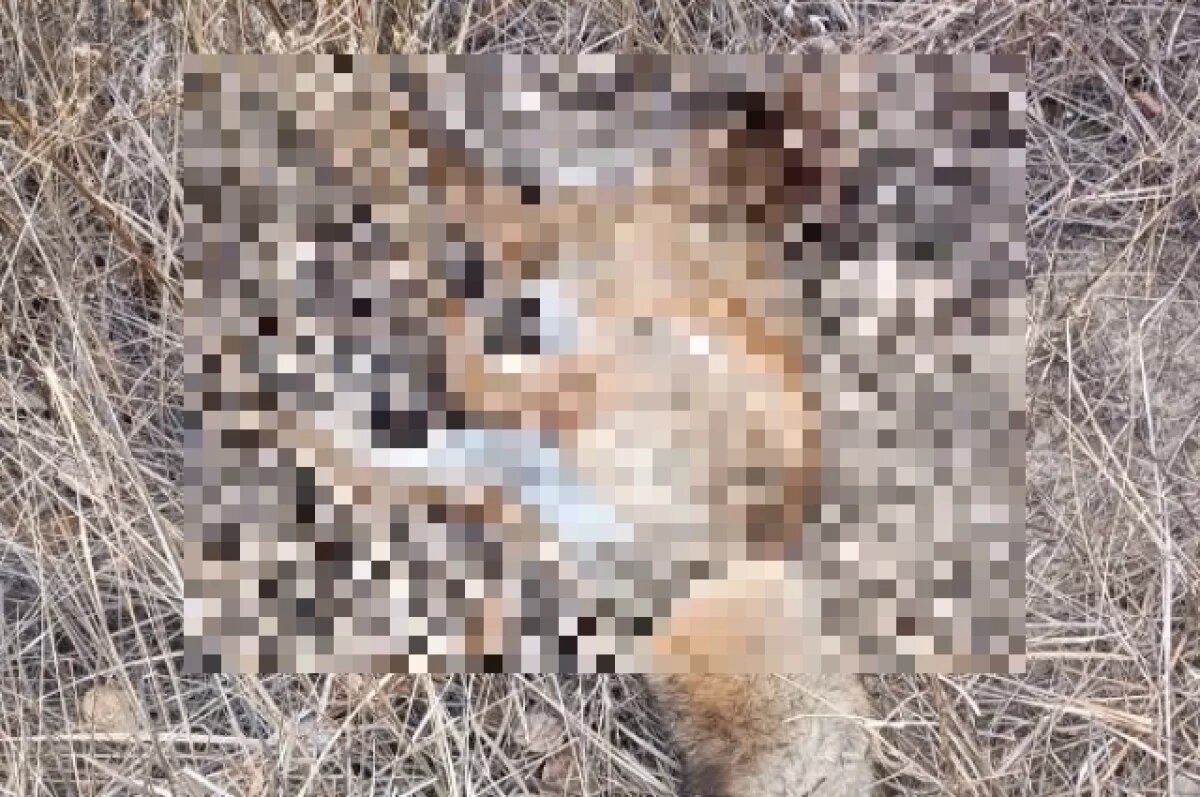    Карантин по бешенству ввели в Улан-Удэ из-за погибшей во дворе дома лисы