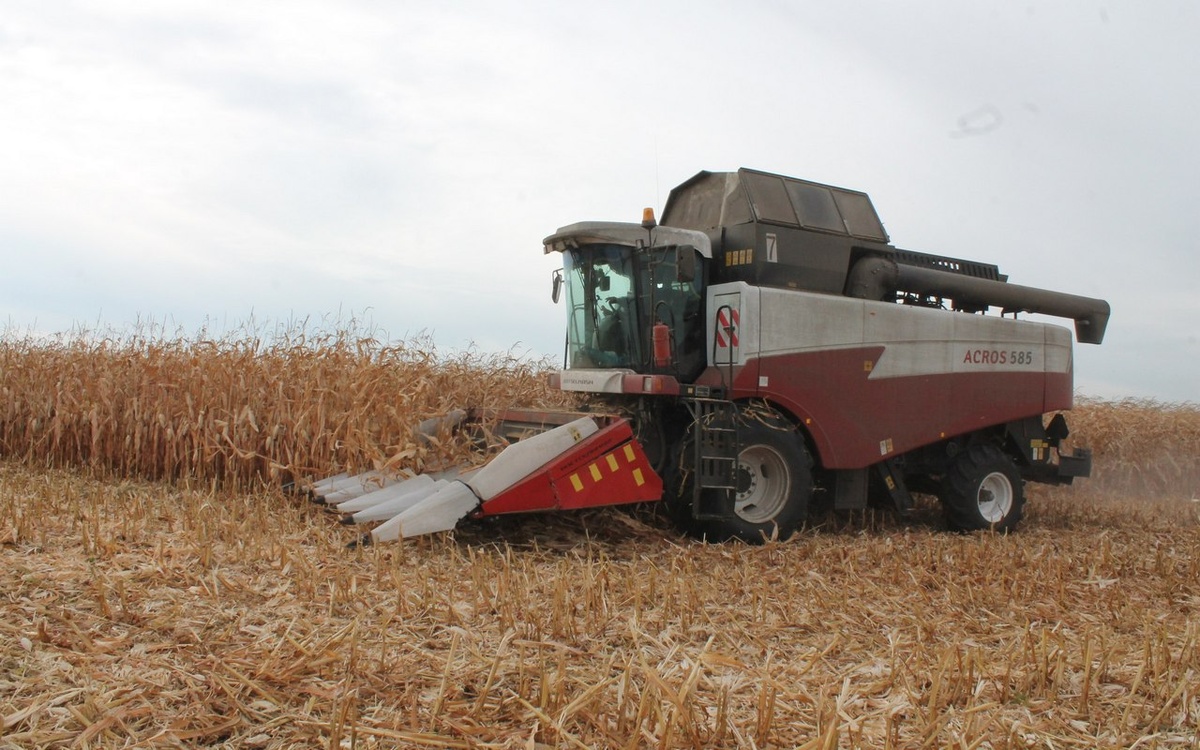    Липецкие аграрии намолотили тысяч тонн кукурузы на зерно Управления сельского хозяйства Липецкой области