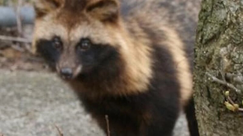     Енотовидная собака. ru.wikipedia.org