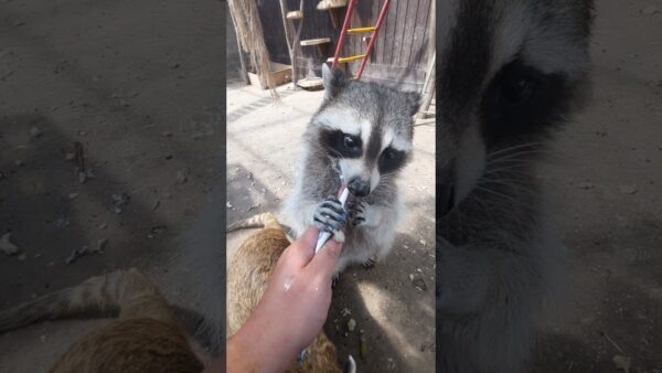    Енот Ильюша, фото: YouTube