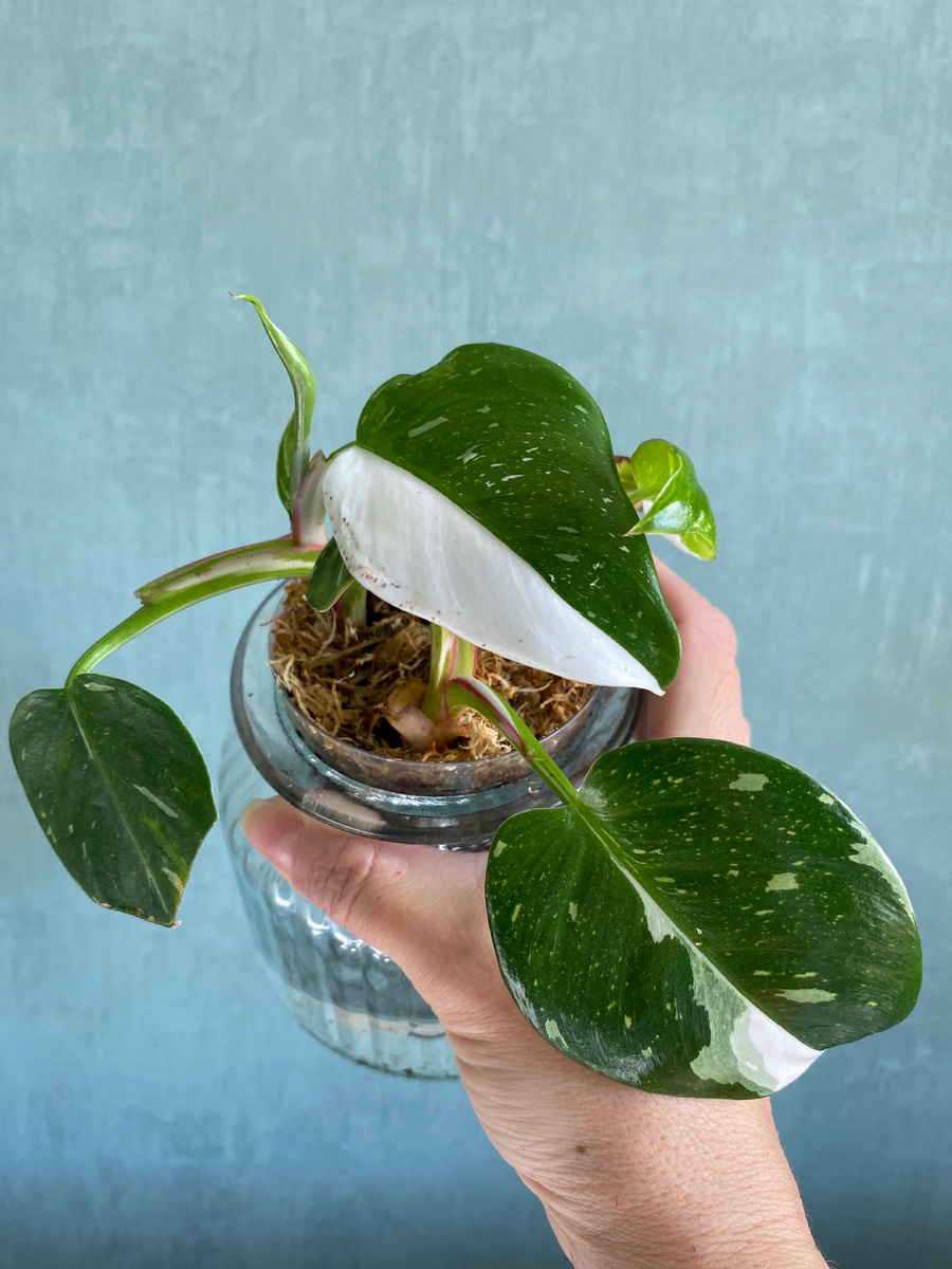 Фил Белая Принцесса