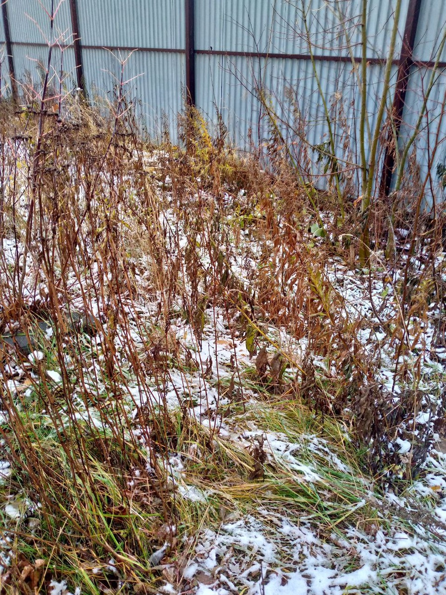 Зима наступает? Огород в снегу