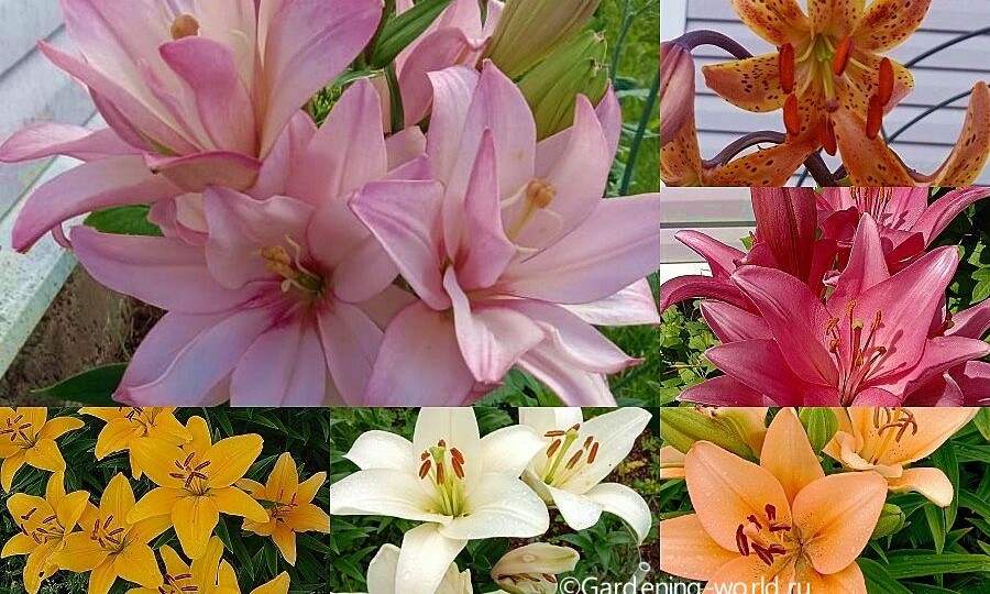 Лилии на зиму: выкапывать или оставить в земле