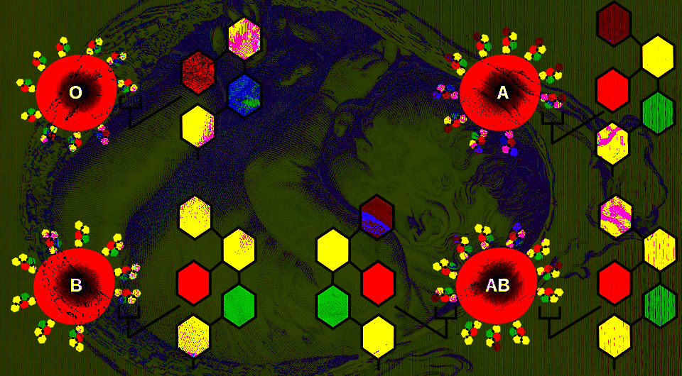   N +1; William Hunter, The anatomy of the human gravid uterus exhibited in figures (Birmingham: John Baskerville, 1774) / Medical Archive collections at University of Liverpool / Flickr / Public Domain; InvictaHOG / Wikimedia Commons / Public Domain