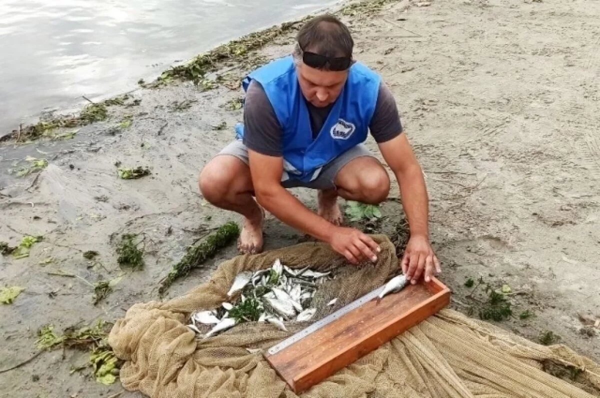    В Воронежской области впервые применят биологическую расчистку реки