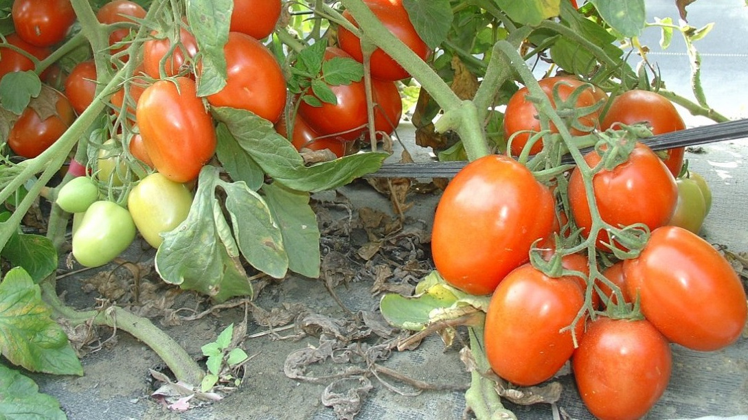 Мои низкорослые томаты в разгар плодоношения. Урожай 2023 года