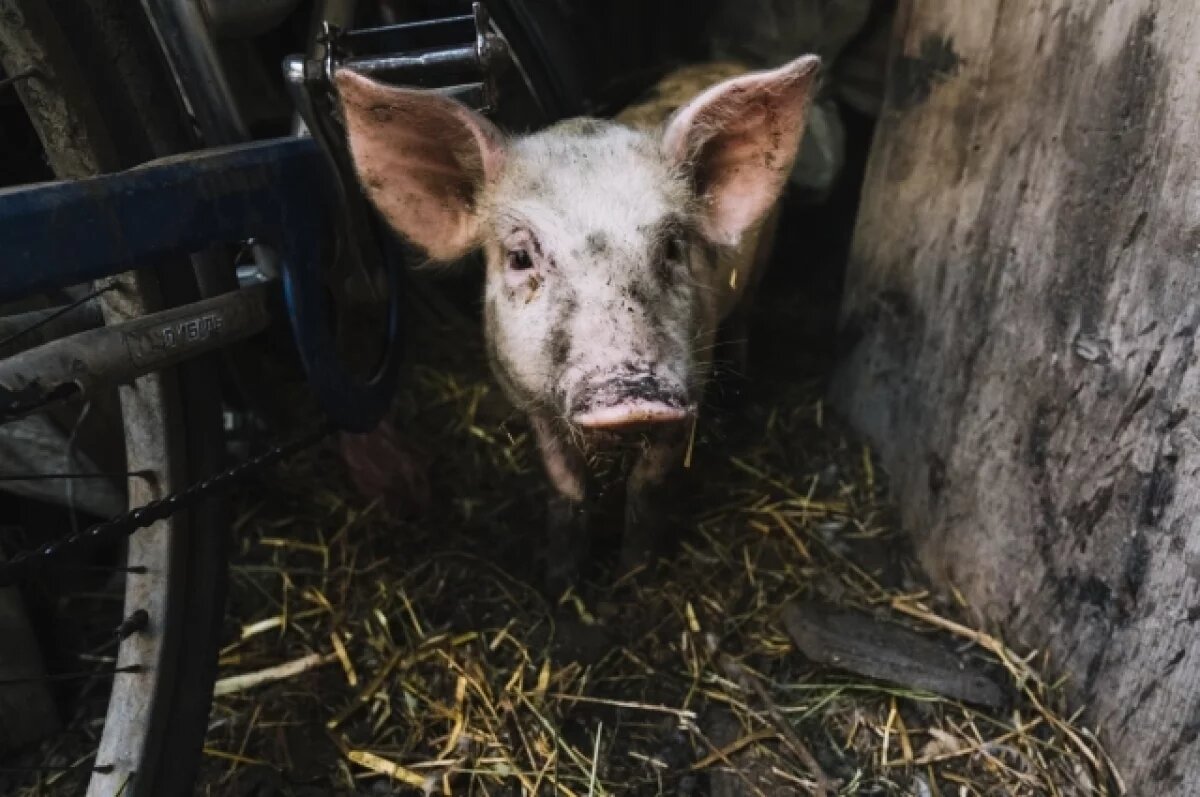    Условный срок получили восемь кузбассовцев за хищение 24 млн из бюджета