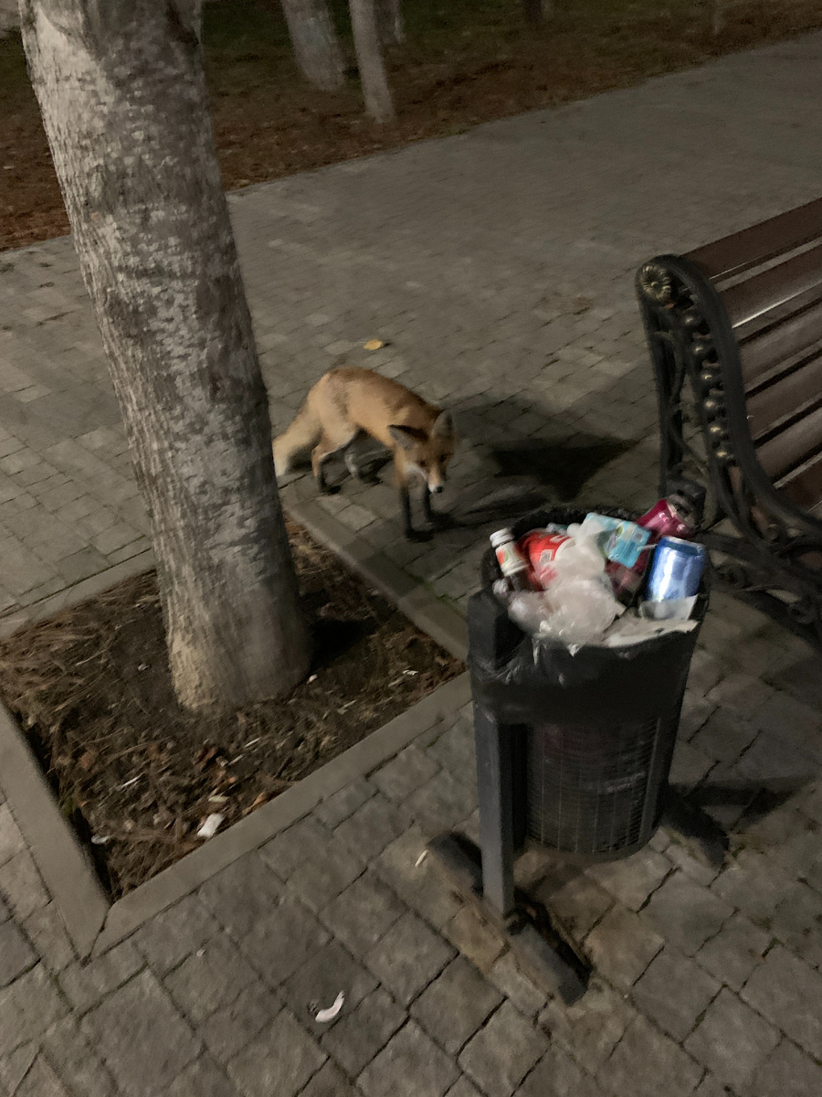 Лиса в Пятигорске))