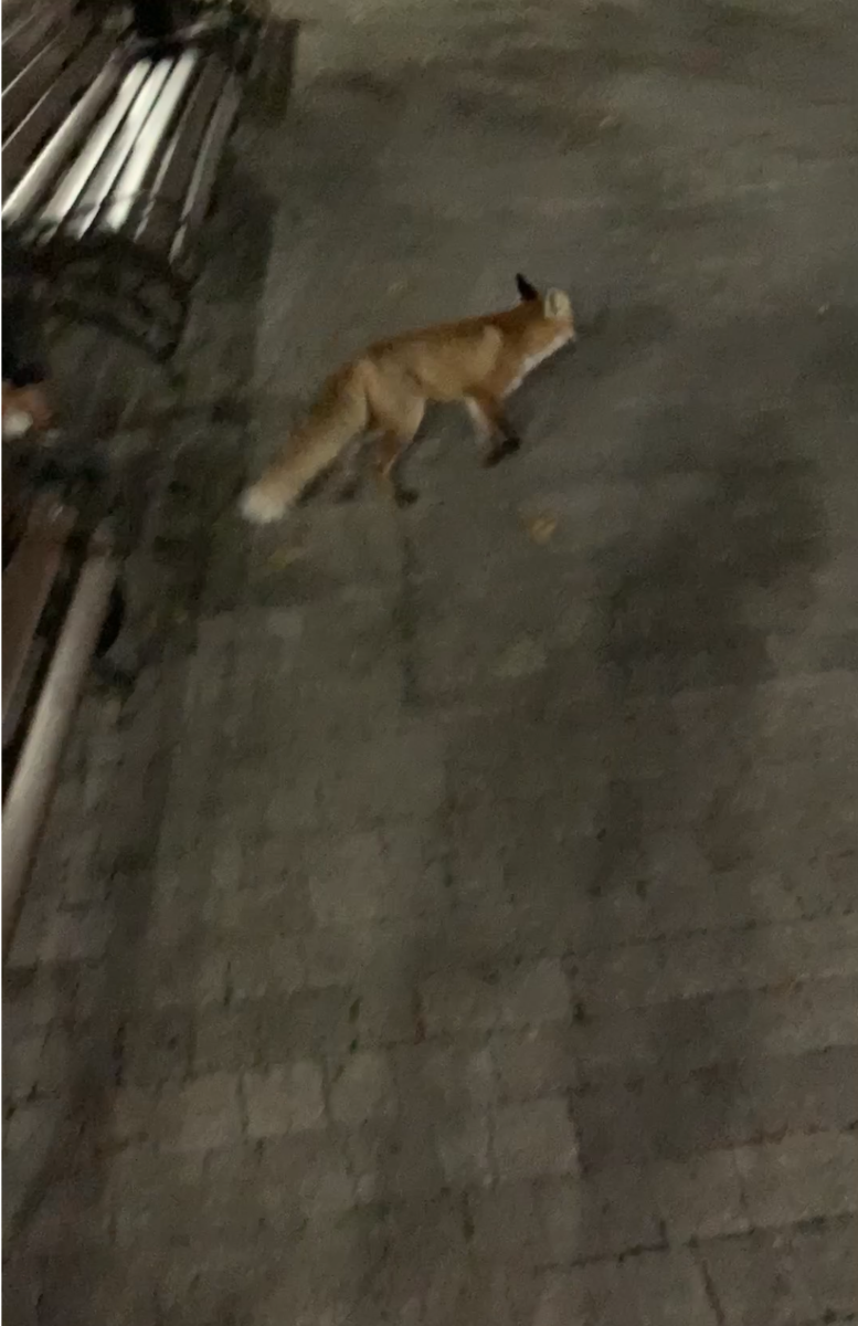 Лиса в Пятигорске))