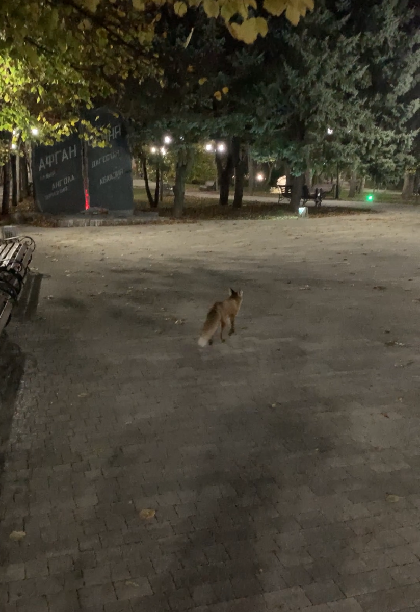 Лиса в Пятигорске))