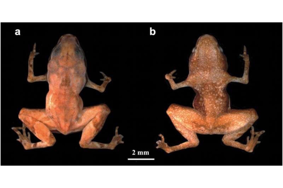 Lucas Machado Botelho / Projeto Dacnis📷Жабы рода Brachycephalus подверглись процессу миниатюризации, который сопровождается уменьшением костей, слиянием и даже отсутствием некоторых частей тела