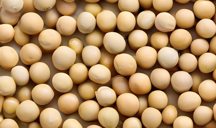    Китайский рынок сои достался Бразилии по итогам торговых войн США и КНР