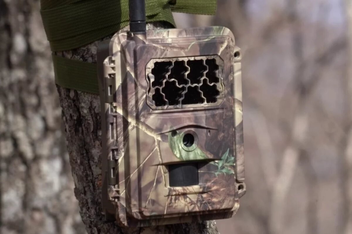    Фотоловушки "Земли леопарда" заработали в режиме реального времени