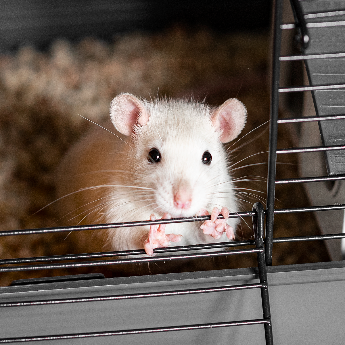 Фото из телеграм-канала «Слово в Искусстве»