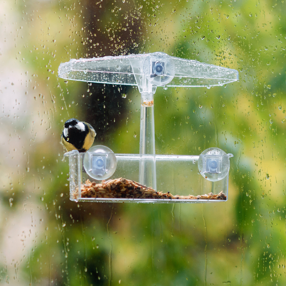 А у нас новые фото синиц