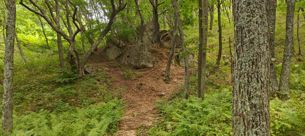 Тот самый лес